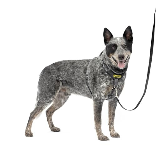 PetSafe Easy Walk Comfort No-Pull Dog Harness, Black (Medium/Large)