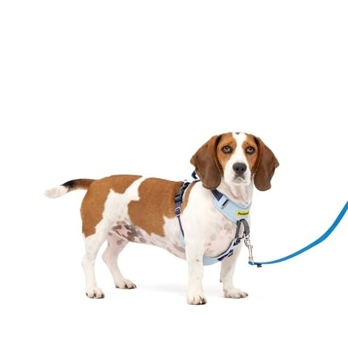 PetSafe Easy Walk Comfort No-Pull Dog Harness, Blue (Small/Medium)