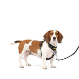 PetSafe Easy Walk Comfort No-Pull Dog Harness, Black (Small/Medium)
