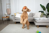 Jolly Pets Jolly Soccer Ball Ocean Blue Dog Toy, 3 in.