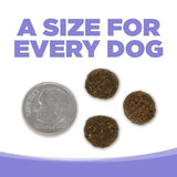 PureVita Lamb & Pumpkin Grain-Free Dry Dog Food, 25 lbs.