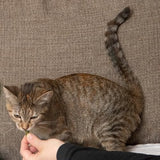 Nothin' To Hide Tuna Flavor Crunchy & Creamy Collagen Cat Treats, 3 oz.