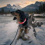 Coastal USB Light-Up Dog Collar Orange, 24 in.