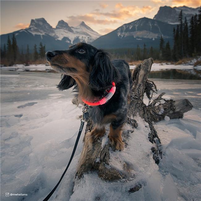 Coastal USB Light-Up Dog Collar Orange, 24 in.