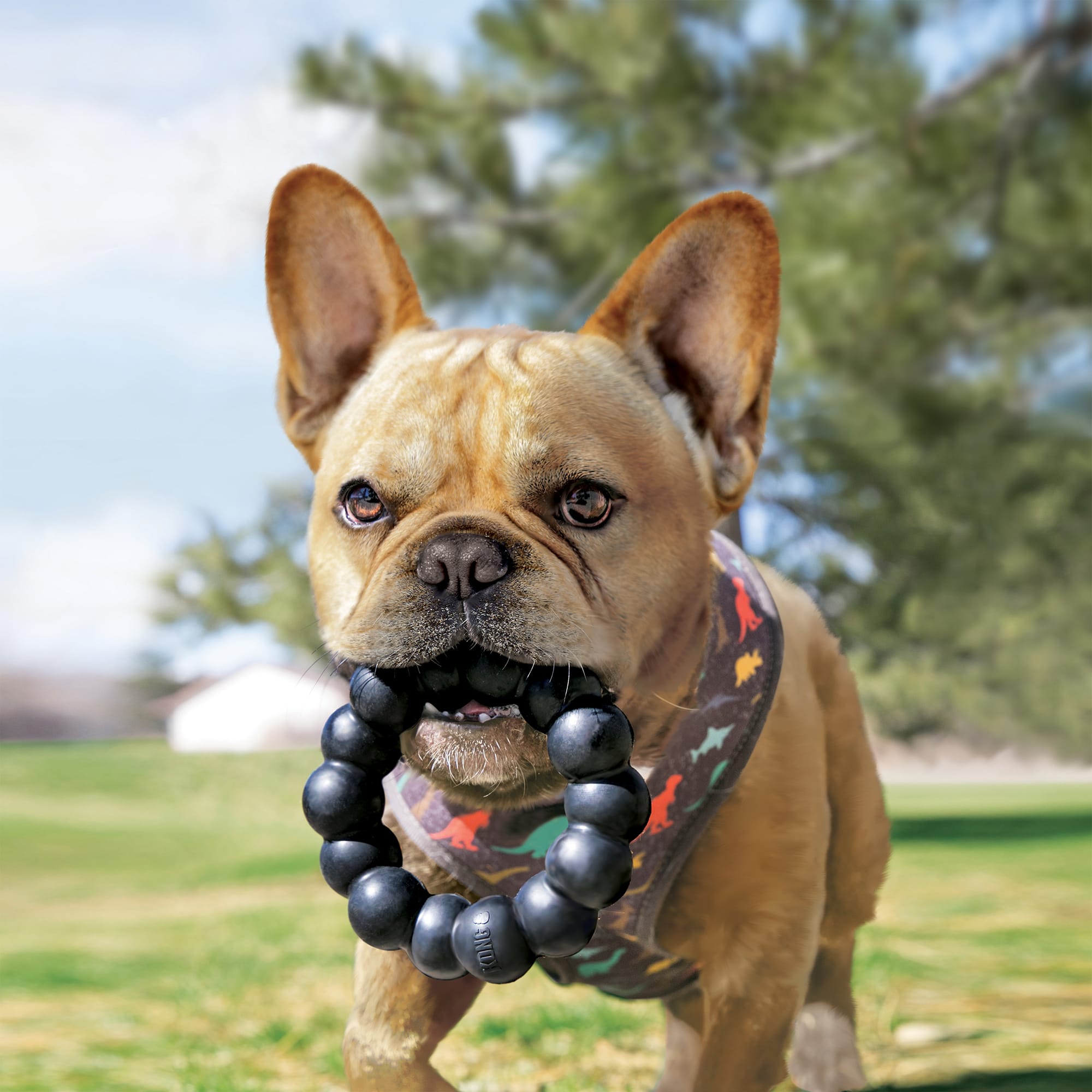 KONG Extreme Ring Durable Dog Toy, Medium (60-95 lbs.)