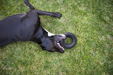 Mammoth TireBiter II Natural Rubber Dog Toy, X-Large