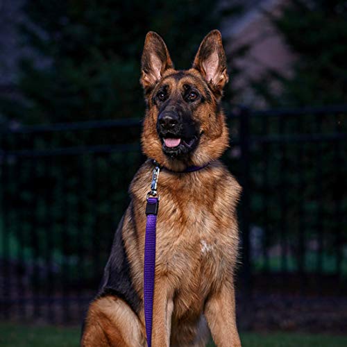 Coastal Inspire Enhanced Core Dog Leash Green, 5/8 in. x 6 ft.