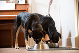 Nulo FreeStyle Adult Trim Cod & Lentils Grain-Free Dry Dog Food, 24 lbs.