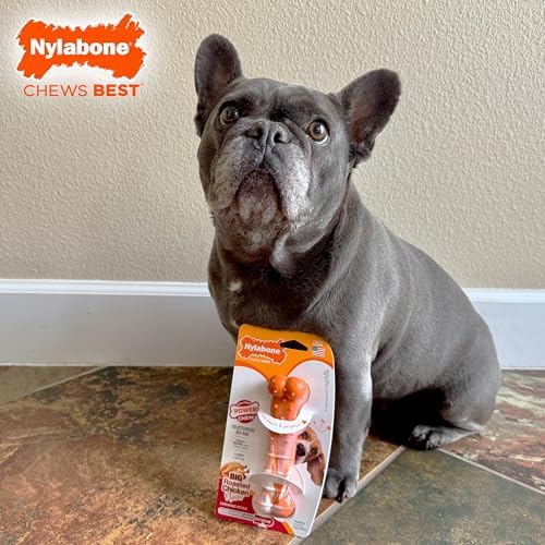 Nylabone Textured Bone Power Chew Roasted Chicken Flavor Dog Toy, Medium