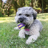 KONG CrunchAir Balls for Dogs, Small (3 Pack)