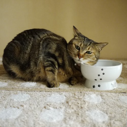 Necoichi Raised Cat Water Bowl with Measurement Lines