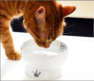 Necoichi Raised Cat Water Bowl with Measurement Lines