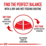 Royal Canin Mother & Babycat Dry Cat Food, 6 lbs.