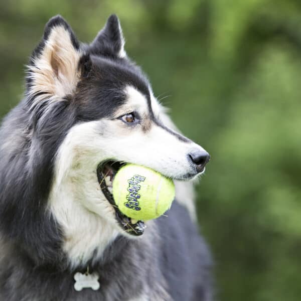Kong Squeakair Ball Medium Dog Toy